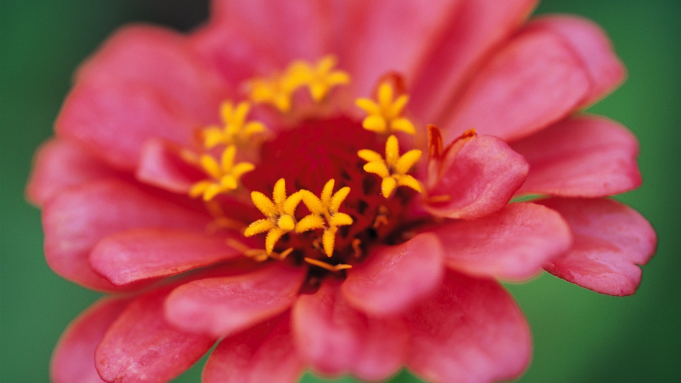 fleurs fond d'écran Widescreen close-up (10) #16 - 1366x768