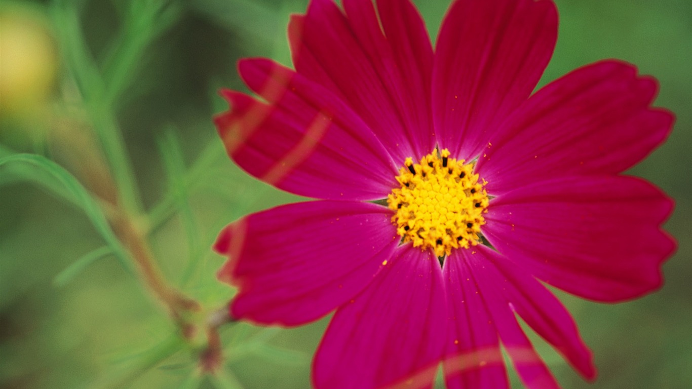 fleurs fond d'écran Widescreen close-up (10) #17 - 1366x768