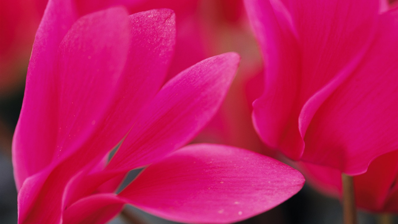 fleurs fond d'écran Widescreen close-up (10) #18 - 1366x768