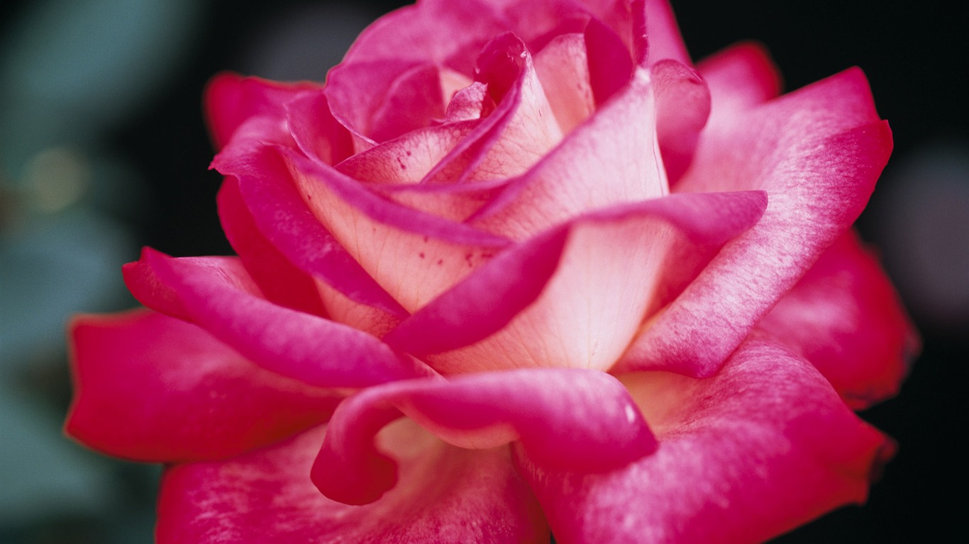 fleurs fond d'écran Widescreen close-up (10) #19 - 1366x768