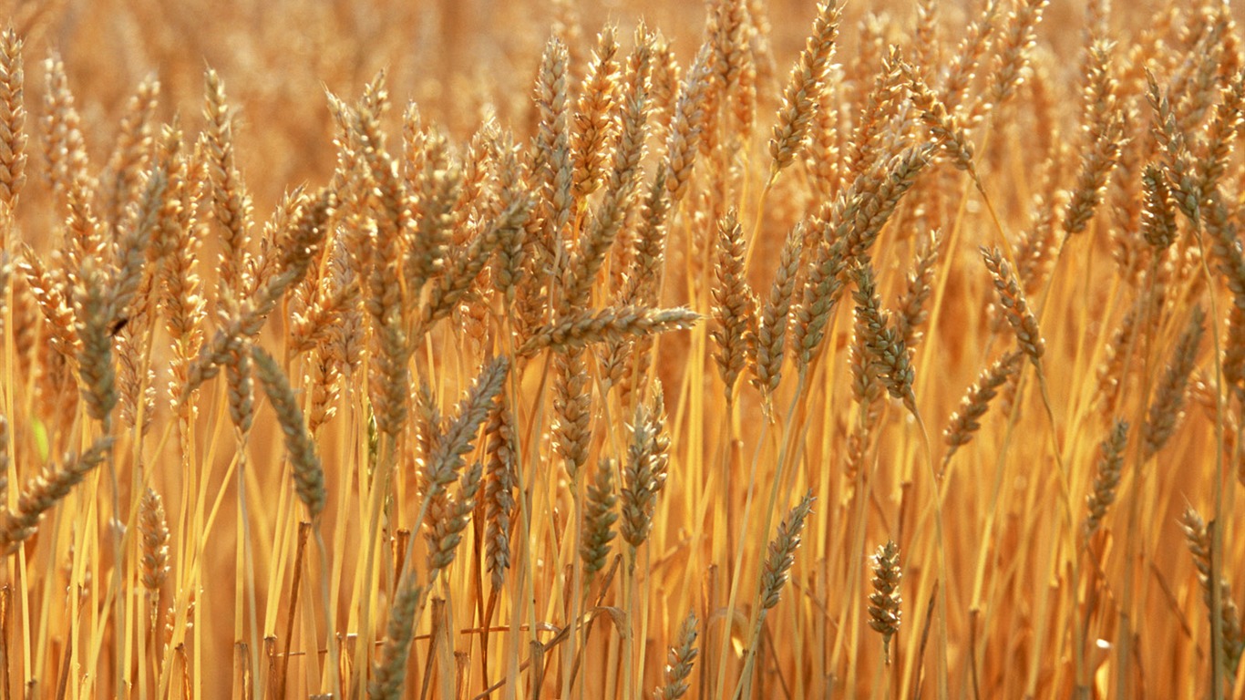 Field photo wallpaper #5 - 1366x768