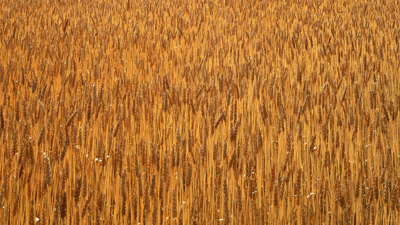 Field photo wallpaper #6 - 1366x768