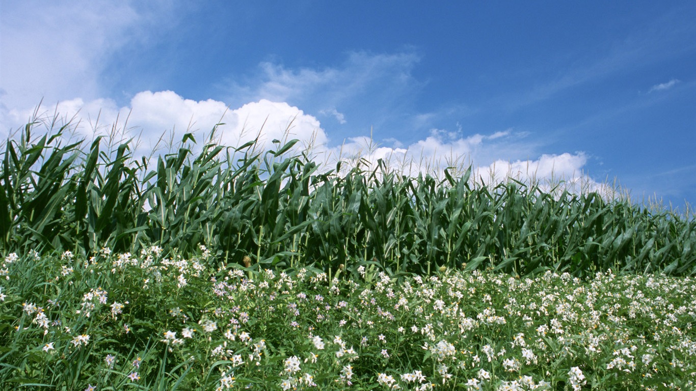 Field photo wallpaper #12 - 1366x768