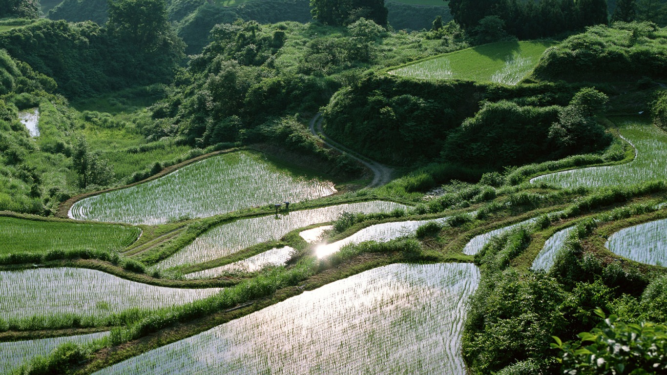 Field photo wallpaper #13 - 1366x768