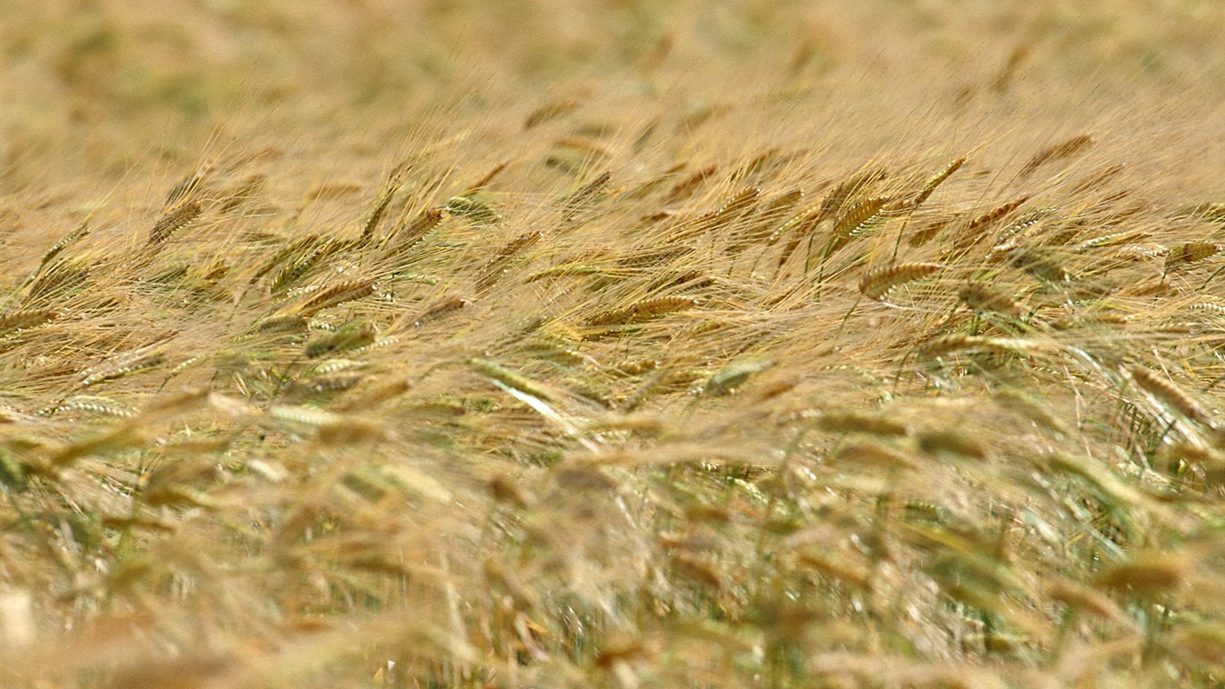 Tao Heung otřásá obrazovce Ječmen tapeta #2 - 1366x768