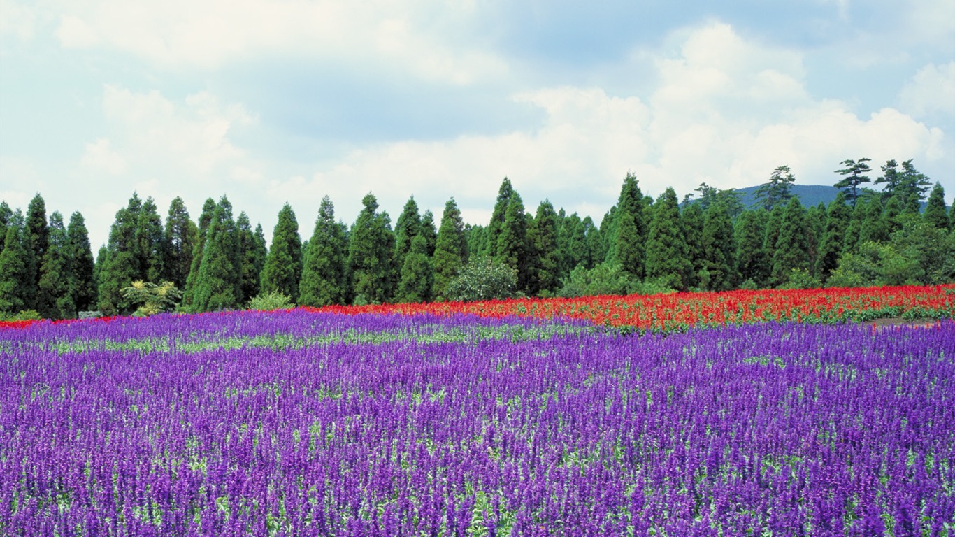Japonský krajiny širokoúhlý Tapety #6 - 1366x768