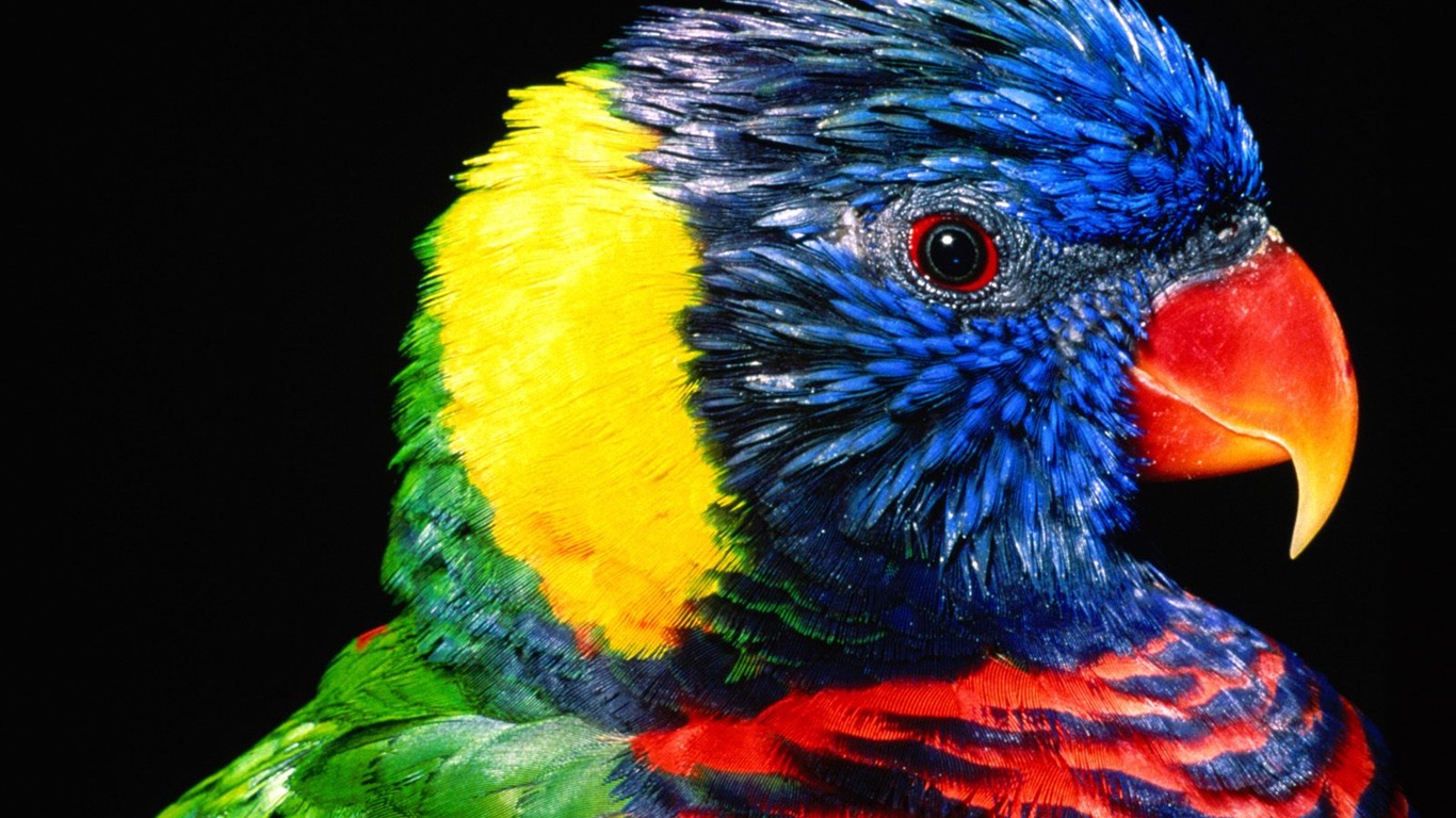 Parrot wallpaper photo album #1 - 1366x768
