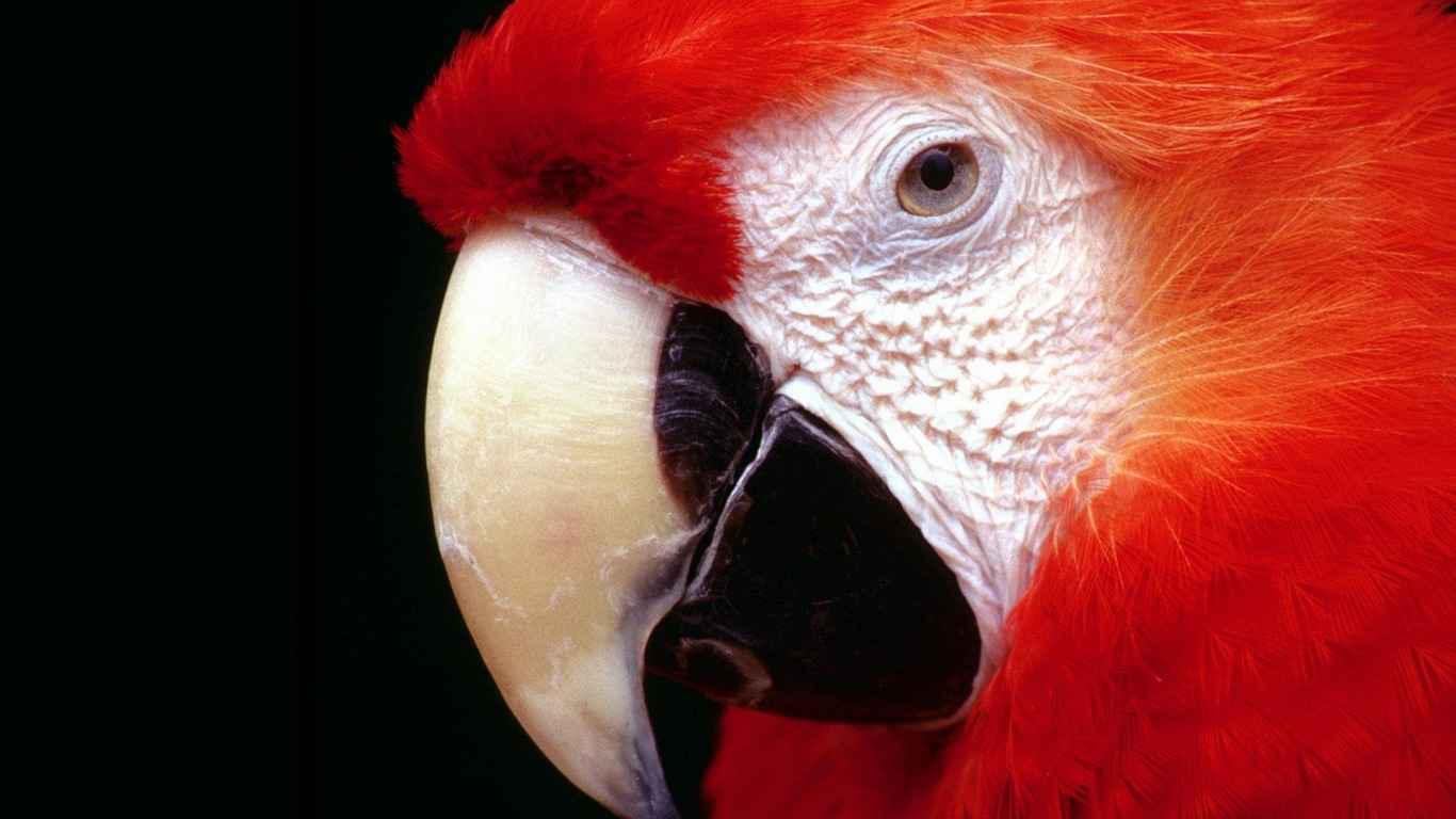 Parrot wallpaper fotoalbum #3 - 1366x768