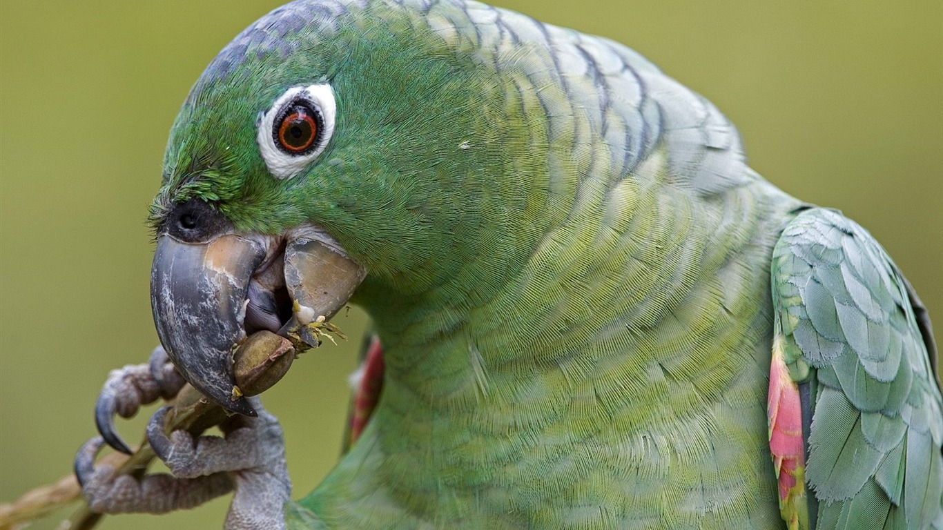 Parrot wallpaper fotoalbum #10 - 1366x768