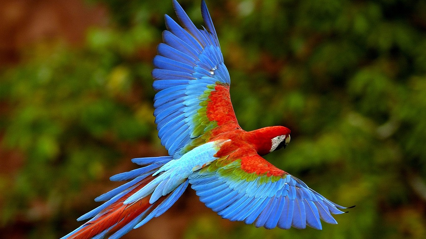 Parrot wallpaper fotoalbum #16 - 1366x768