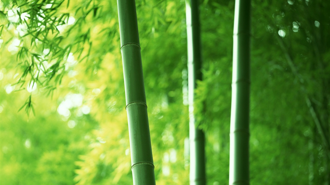 Green bamboo wallpaper albums #1 - 1366x768