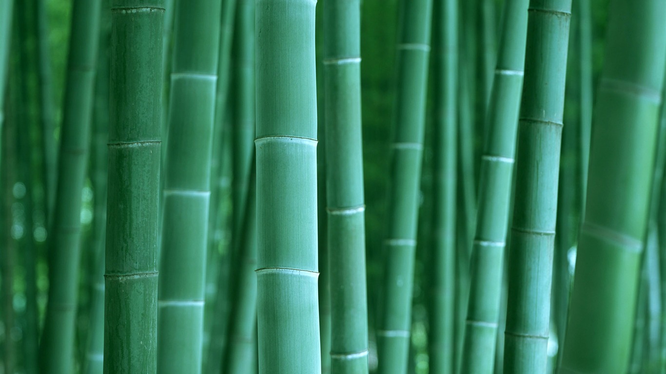 Green Bambus Tapeten Alben #2 - 1366x768
