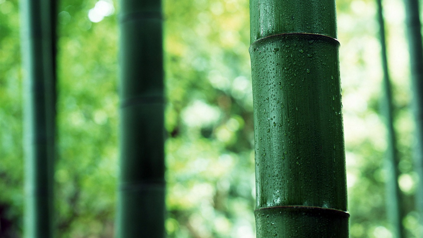 Green bamboo wallpaper albums #4 - 1366x768