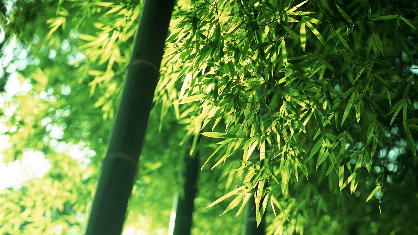 Green bamboo wallpaper albums #5 - 1366x768