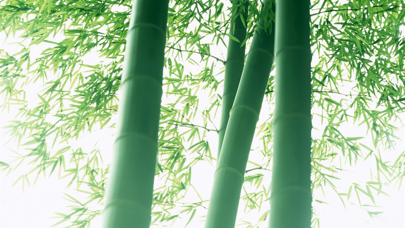 Green bamboo wallpaper albums #7 - 1366x768