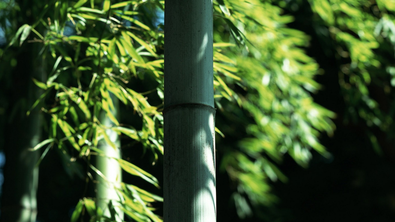 Green bamboo wallpaper albums #9 - 1366x768