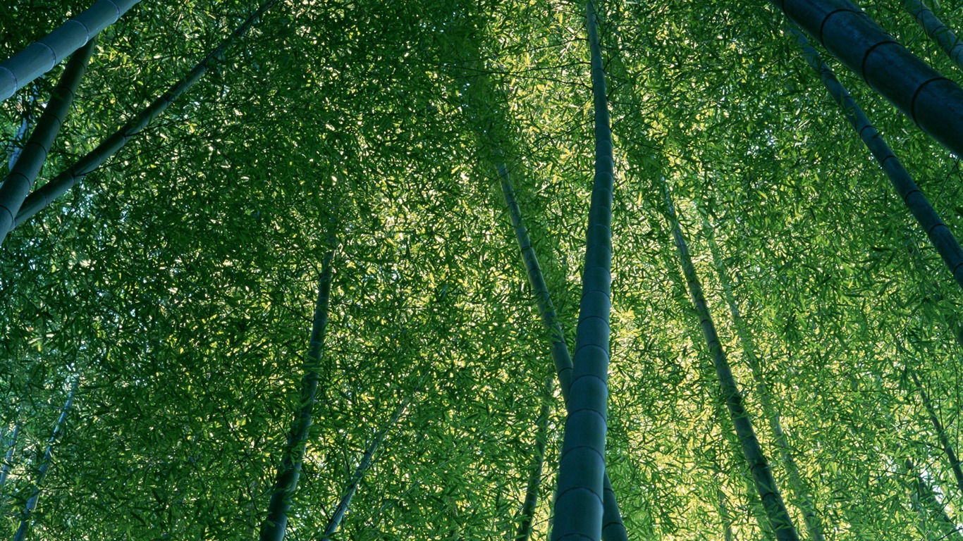 Green bamboo wallpaper albums #11 - 1366x768