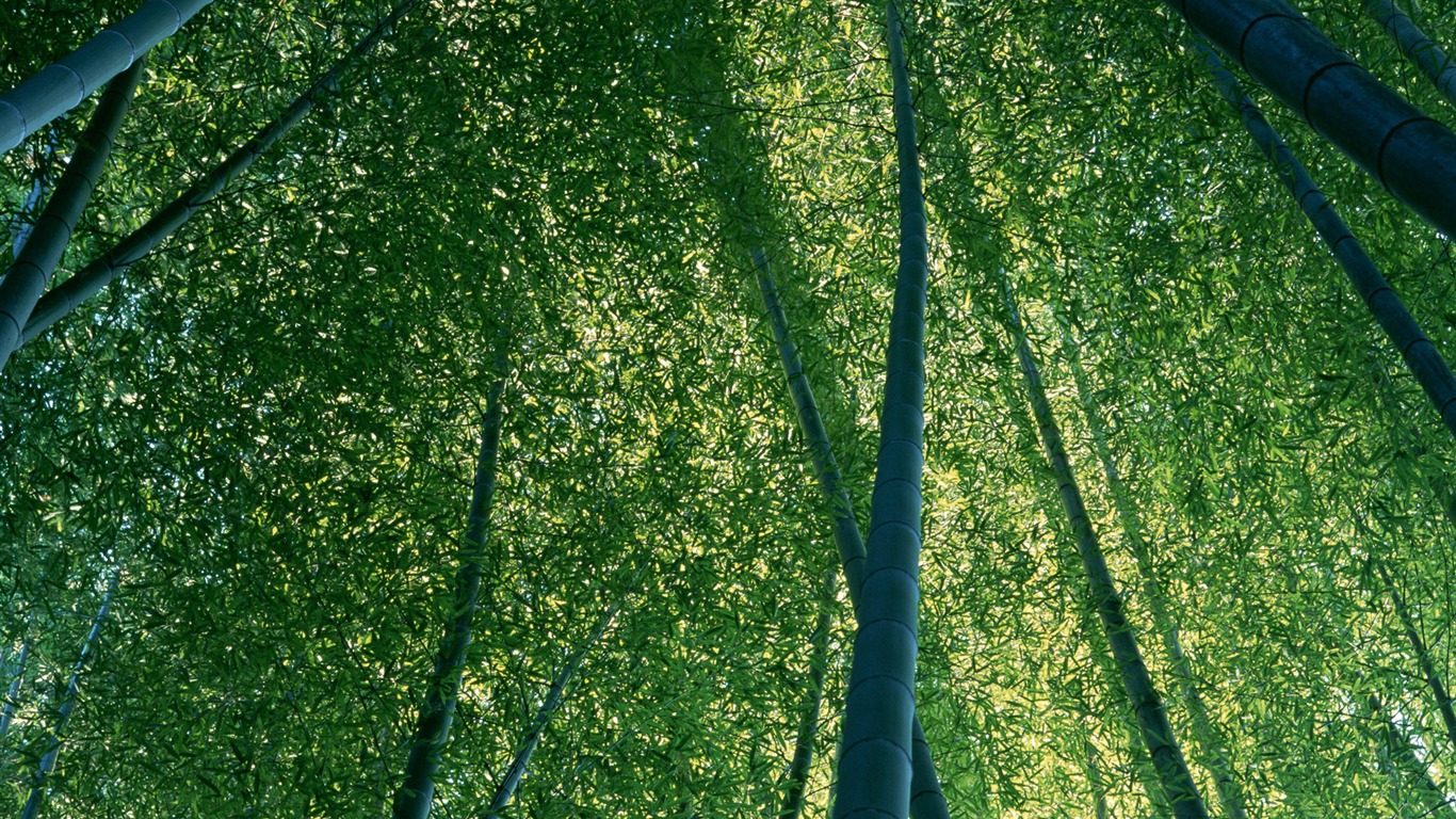 綠色竹林 壁紙專輯 #11 - 1366x768