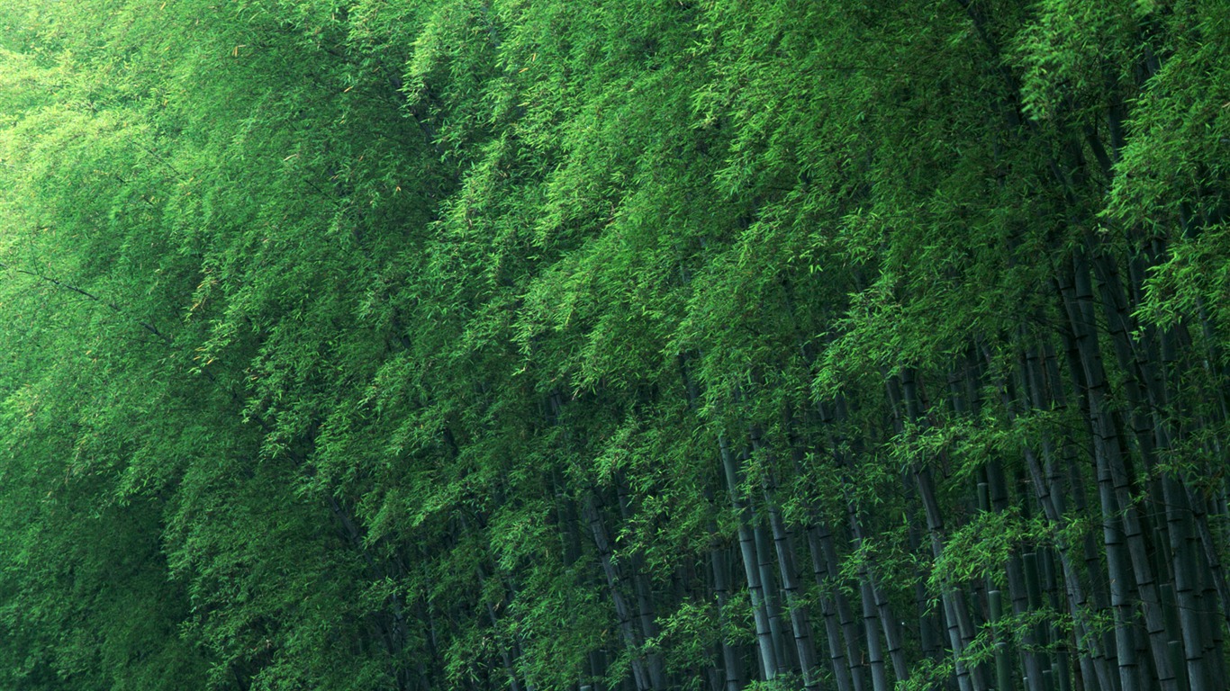 绿色竹林 壁纸专辑12 - 1366x768