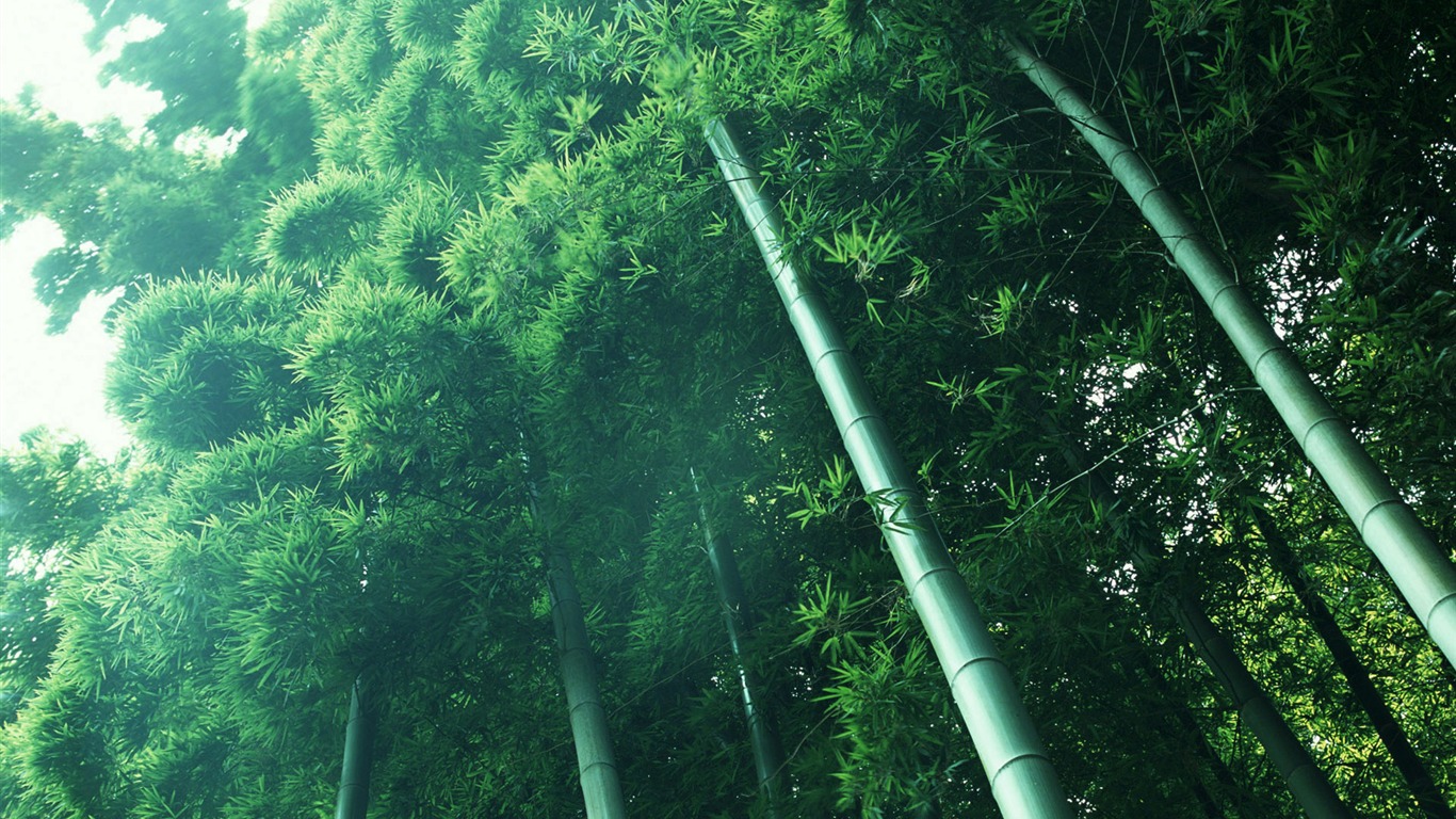 Green bamboo wallpaper albums #13 - 1366x768