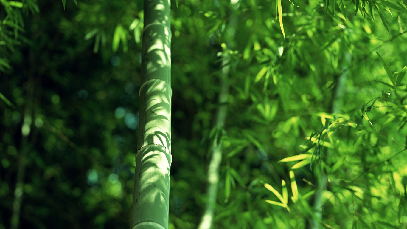 Green bamboo wallpaper albums #14 - 1366x768