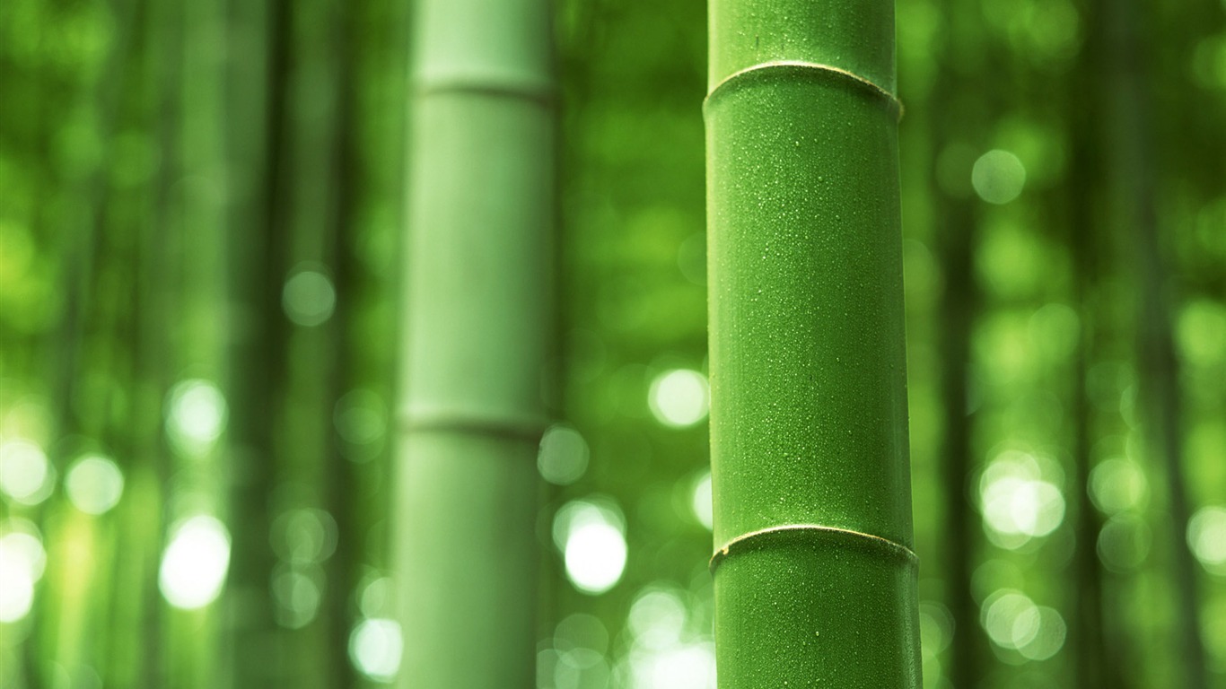 Green bamboo wallpaper albums #15 - 1366x768
