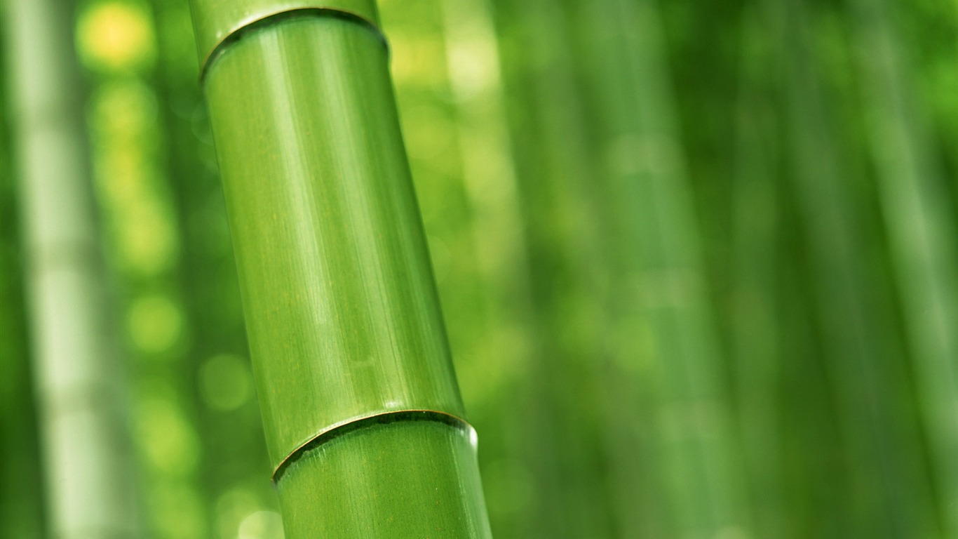 Green bamboo wallpaper albums #16 - 1366x768