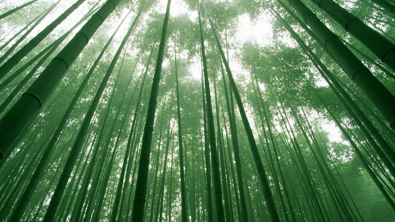 Green bamboo wallpaper albums #17 - 1366x768