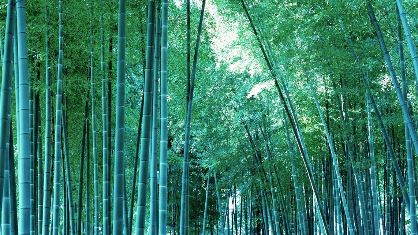 Green bamboo wallpaper albums #19 - 1366x768