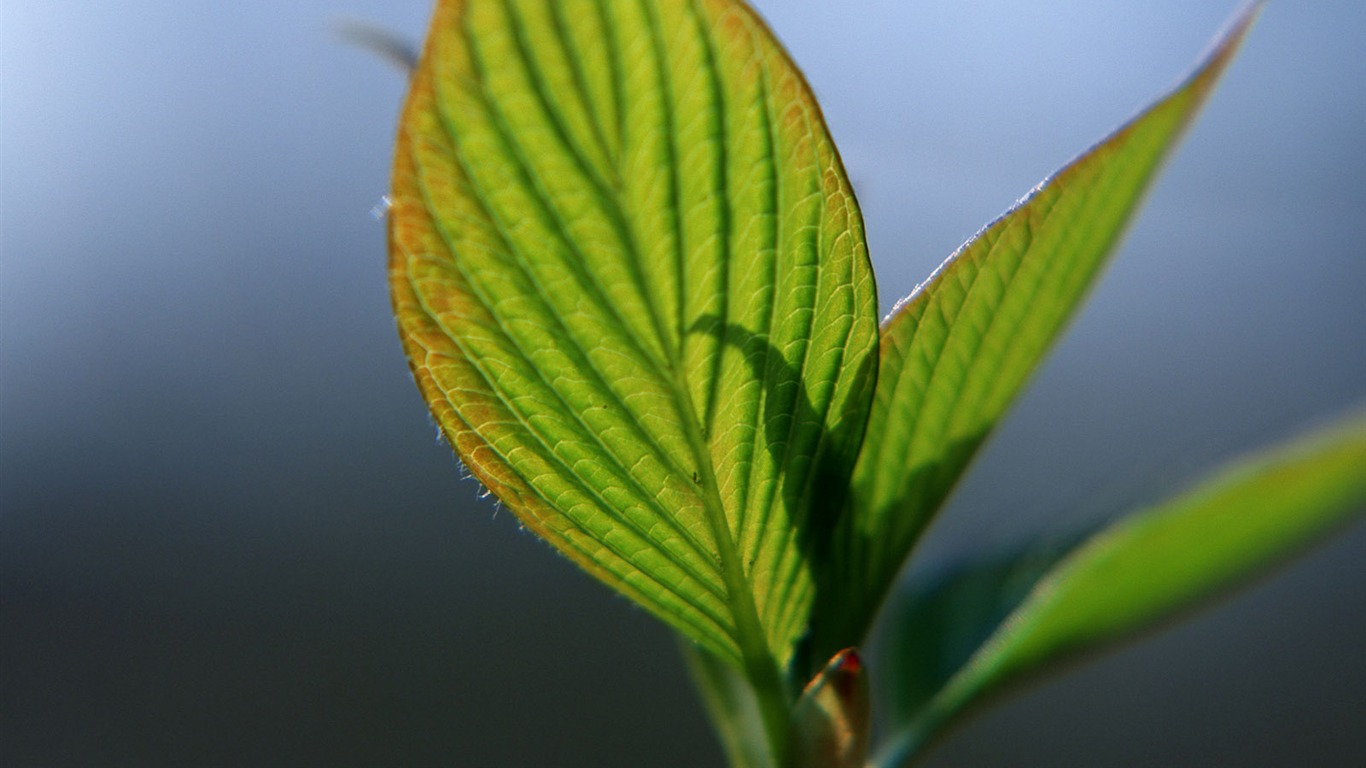 Fond d'écran vert photo feuille (1) #6 - 1366x768