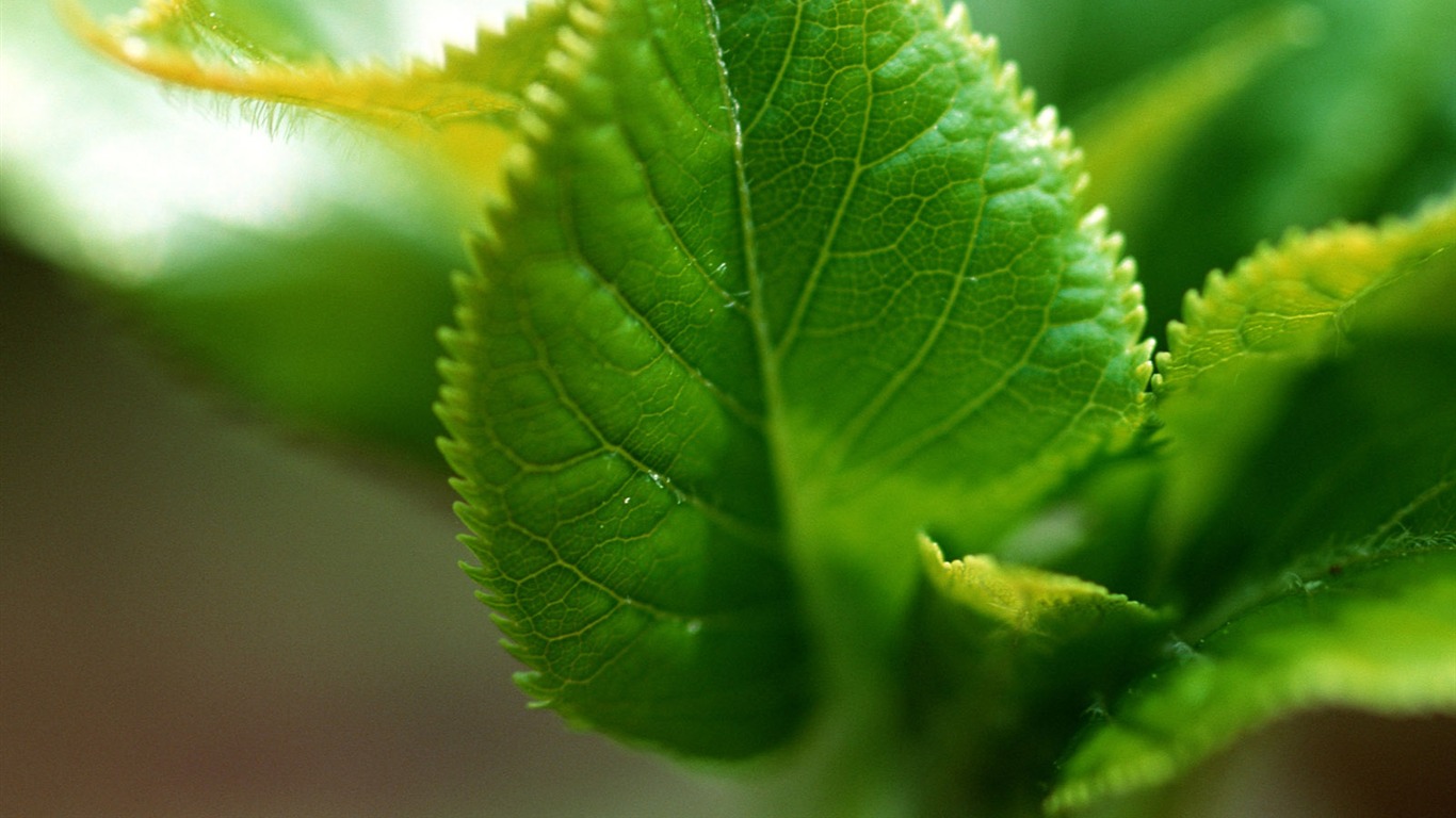 Fond d'écran vert photo feuille (1) #8 - 1366x768