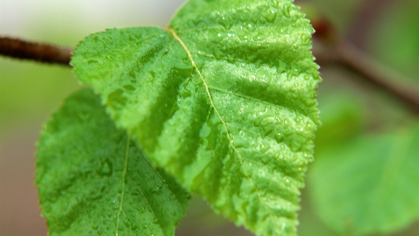 Fond d'écran vert photo feuille (1) #13 - 1366x768