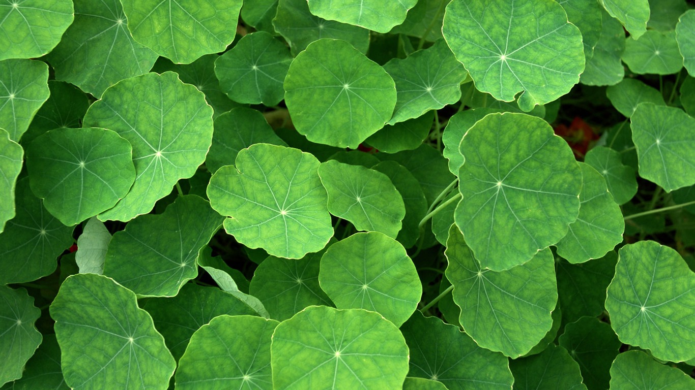 Fond d'écran vert photo feuille (1) #16 - 1366x768