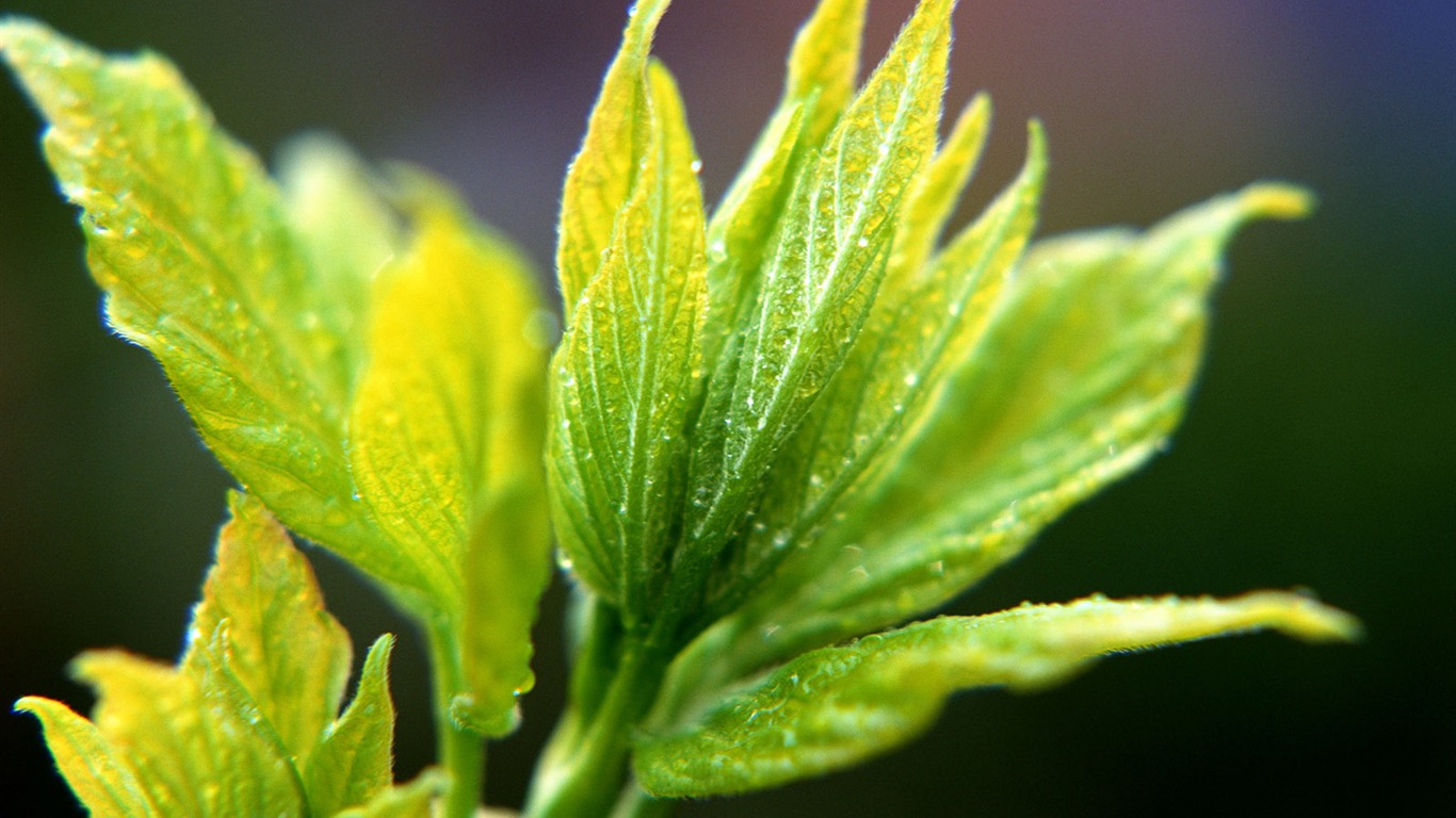 Fond d'écran vert photo feuille (1) #17 - 1366x768