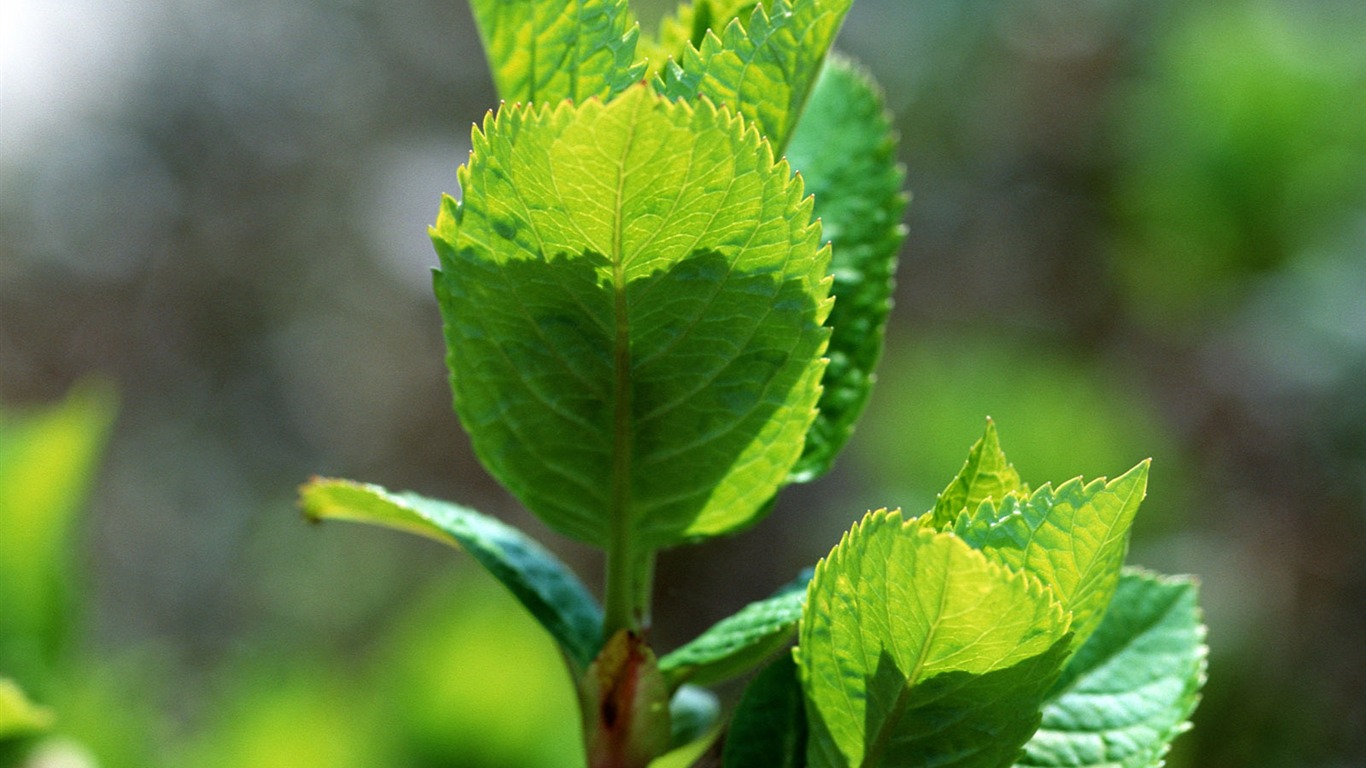 Fond d'écran vert photo feuille (1) #18 - 1366x768