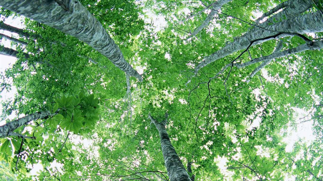 Zelená listová foto tapetu (2) #2 - 1366x768
