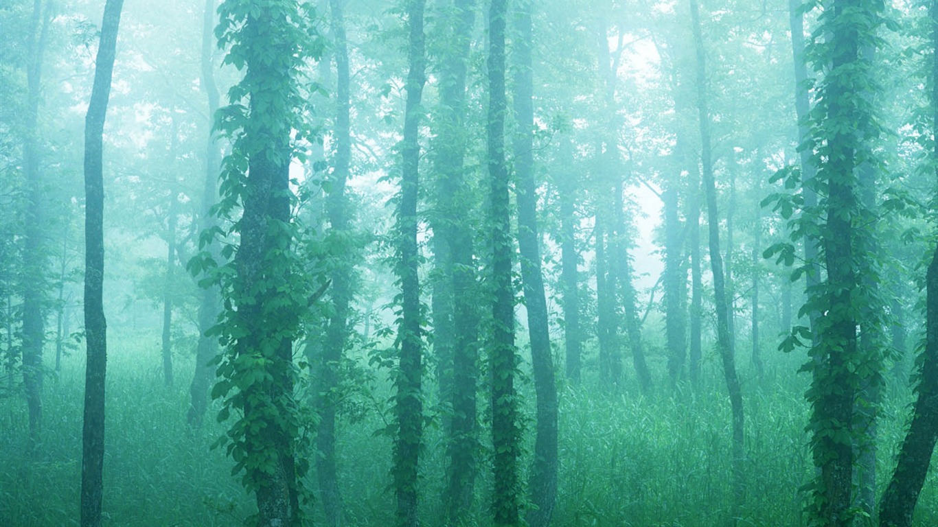 Zelená listová foto tapetu (2) #3 - 1366x768