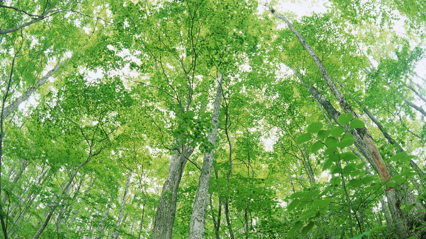 녹색 잎 사진 벽지 (2) #8 - 1366x768