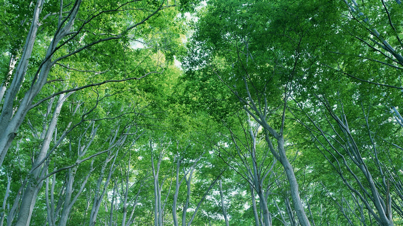 綠葉寫真 壁紙(二) #11 - 1366x768