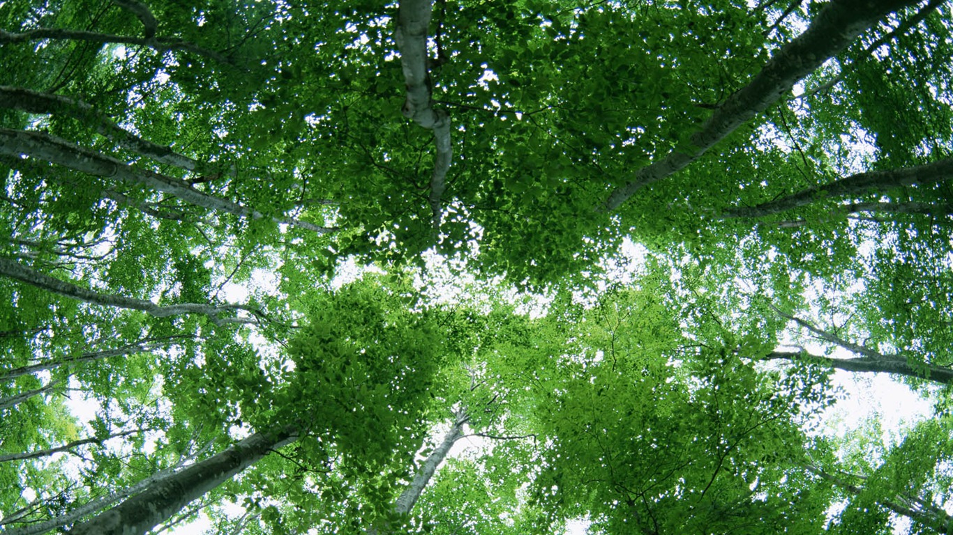 녹색 잎 사진 벽지 (2) #12 - 1366x768