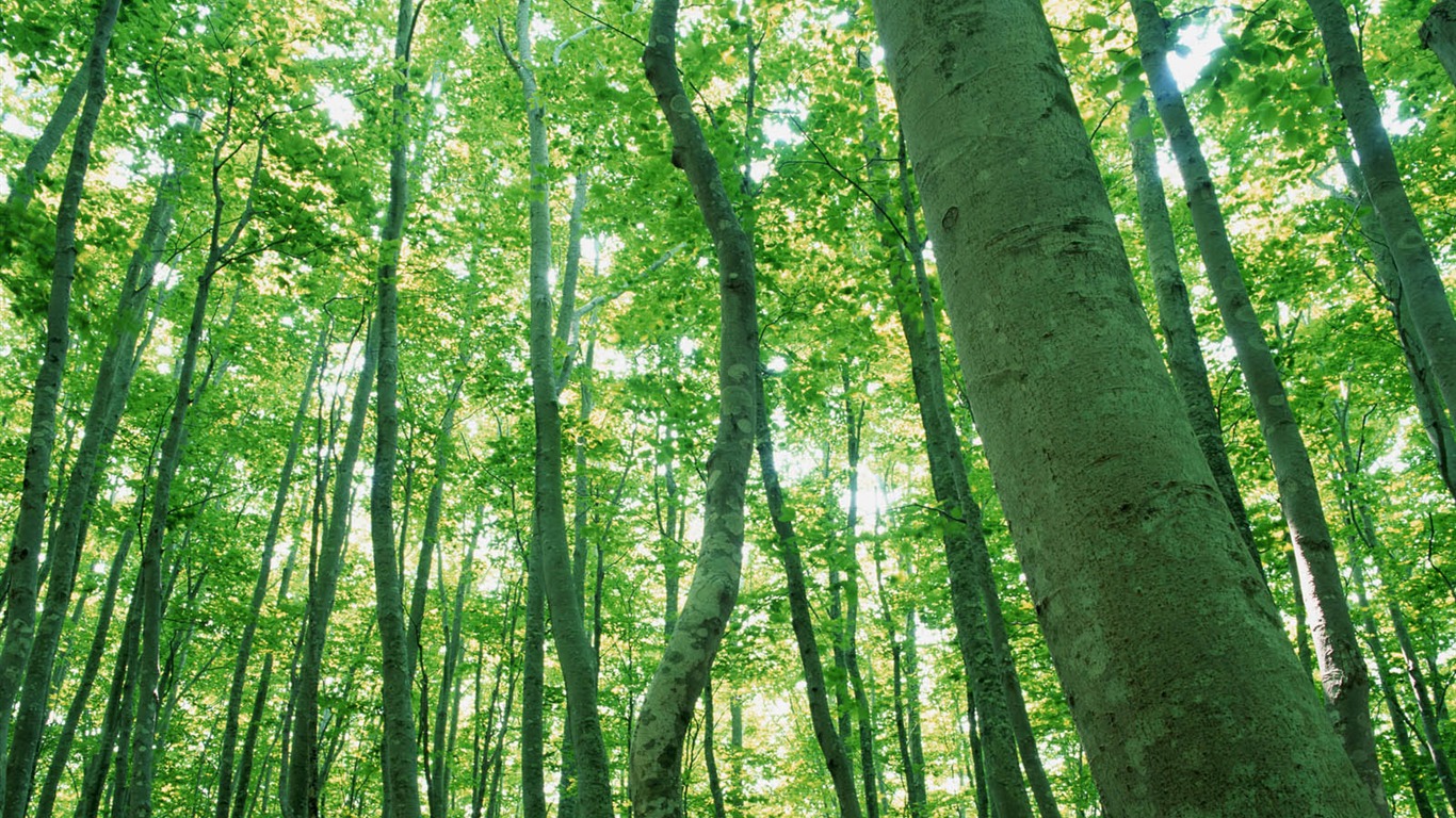 绿叶写真 壁纸(二)14 - 1366x768