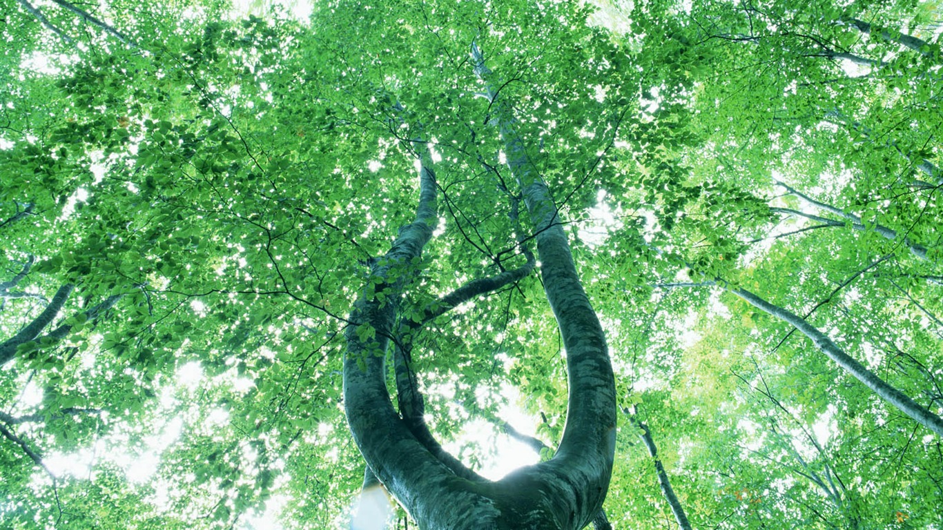 녹색 잎 사진 벽지 (2) #18 - 1366x768