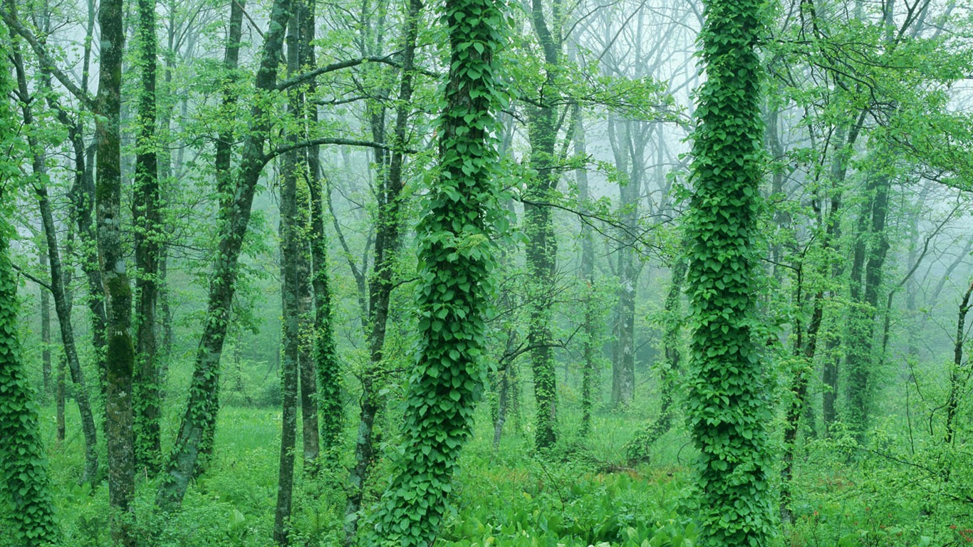 绿叶写真 壁纸(二)20 - 1366x768