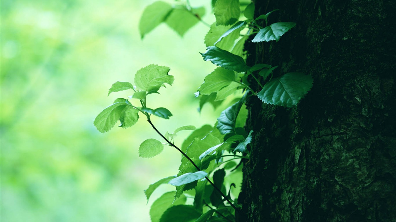Green leaf photo wallpaper (3) #5 - 1366x768