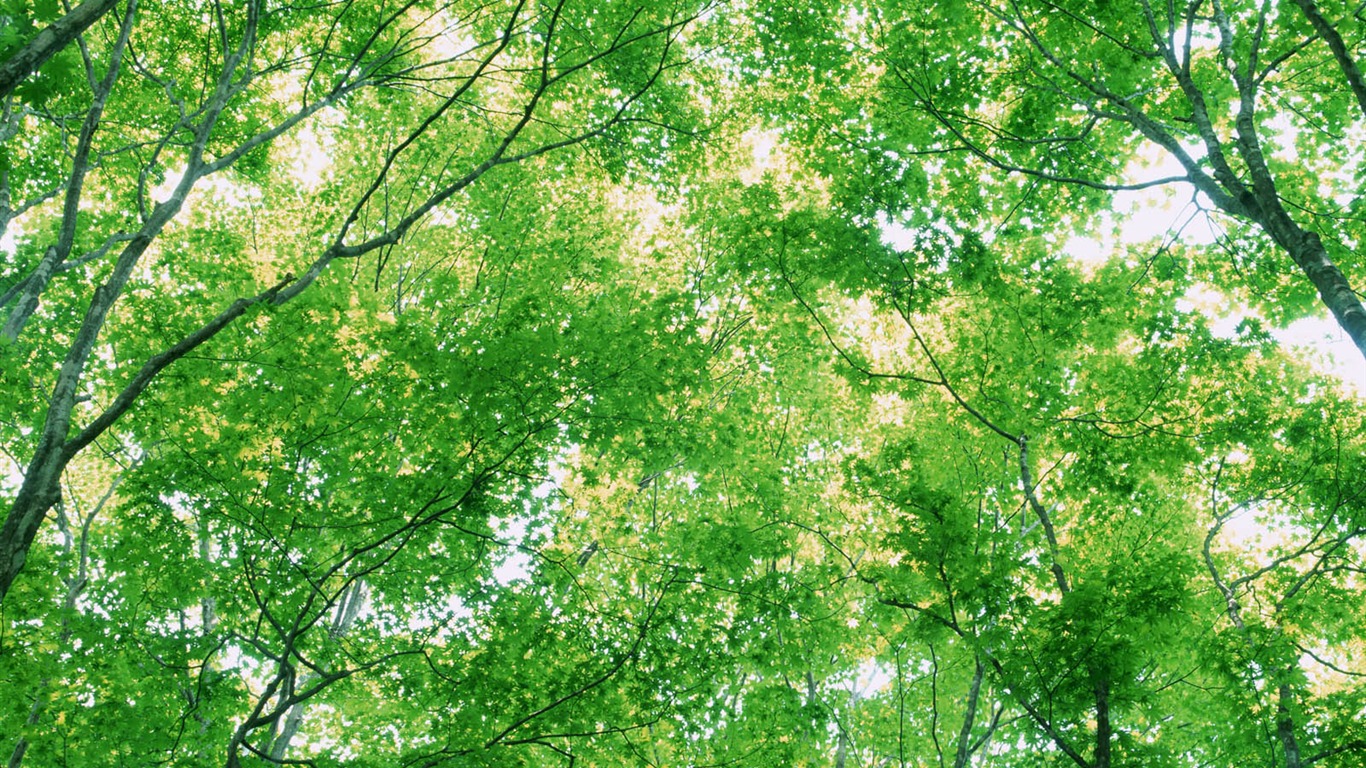 녹색 잎 사진 벽지 (3) #13 - 1366x768
