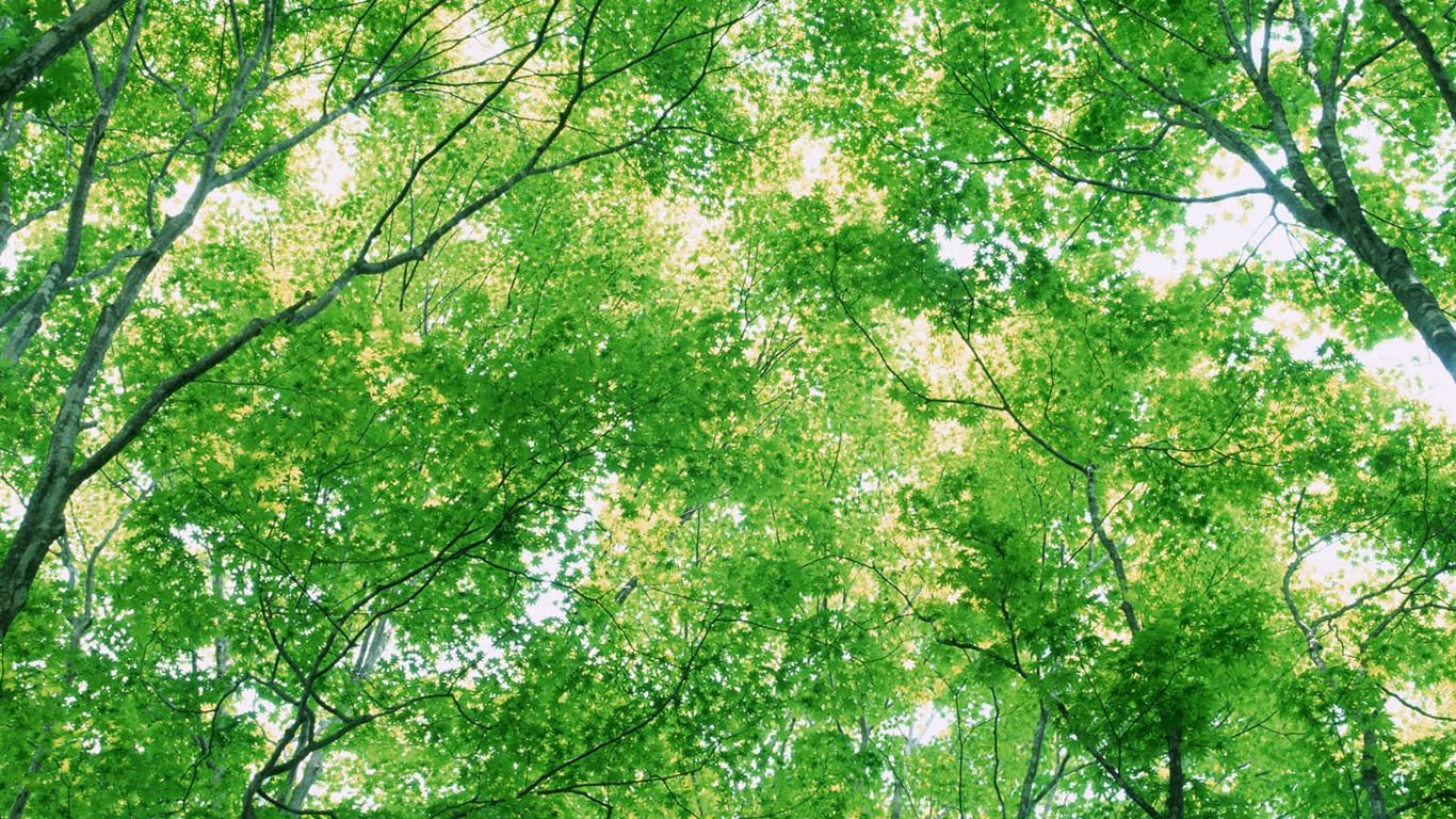 綠葉寫真 壁紙(三) #13 - 1366x768