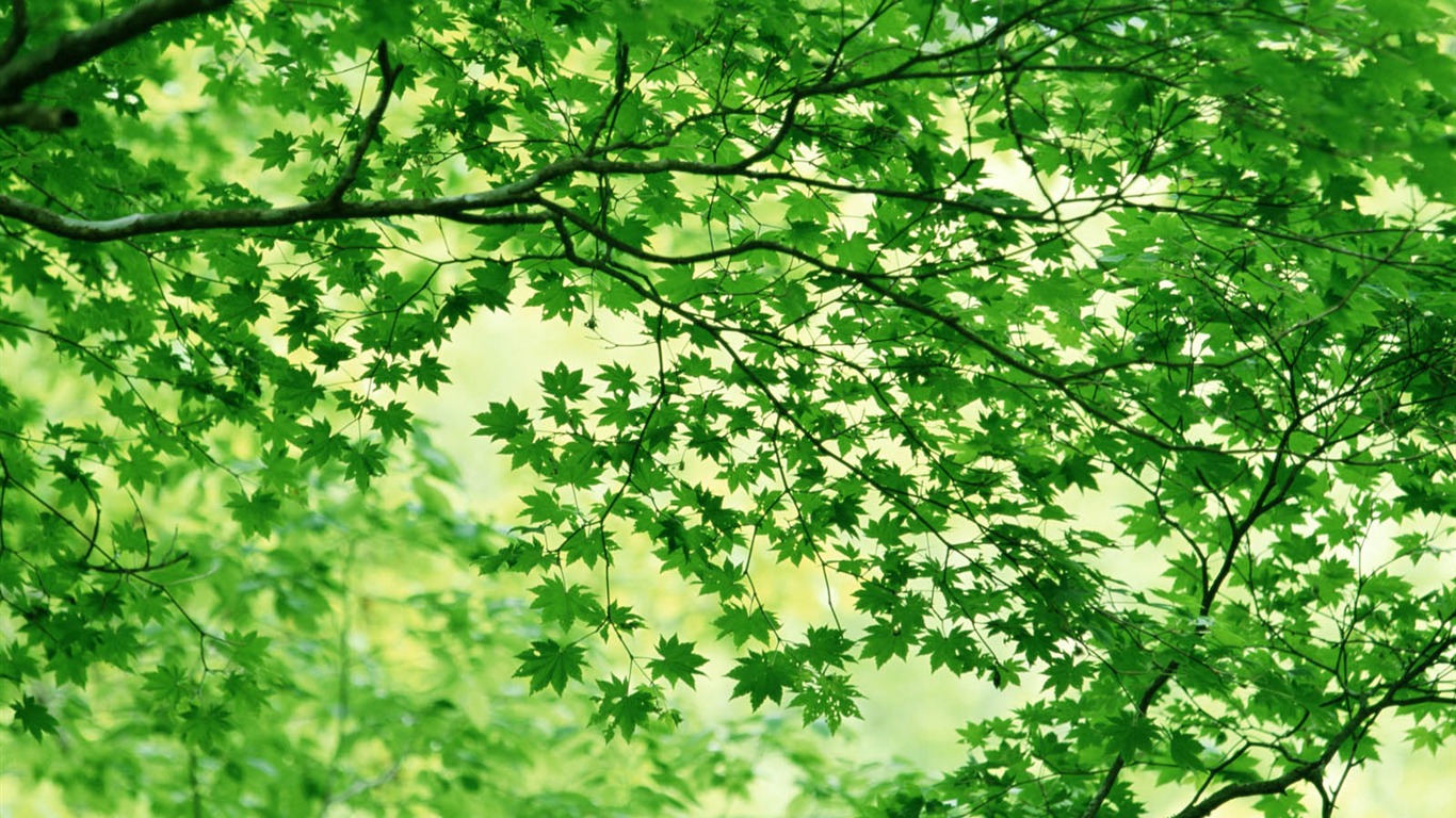 綠葉寫真 壁紙(三) #14 - 1366x768
