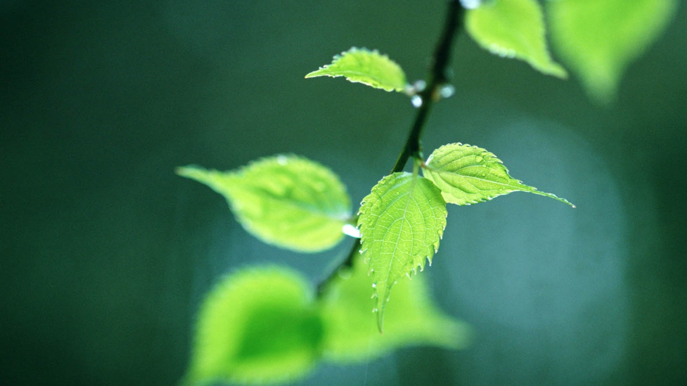 Green leaf photo wallpaper (3) #15 - 1366x768