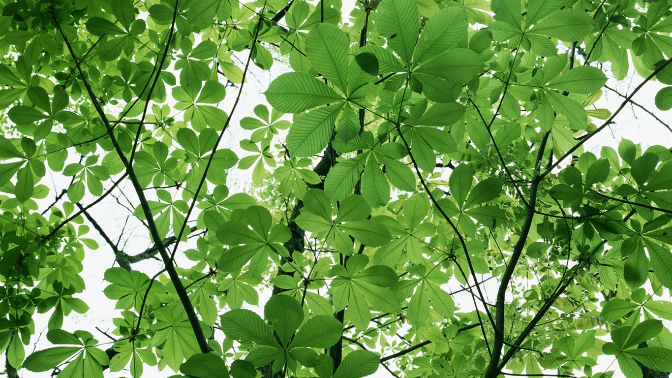 녹색 잎 사진 벽지 (3) #17 - 1366x768