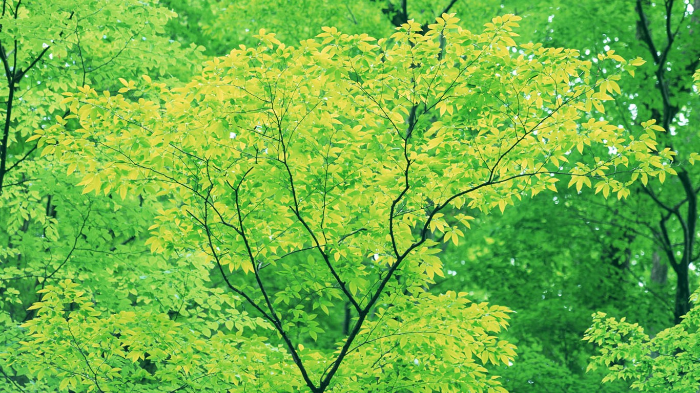 녹색 잎 사진 벽지 (3) #18 - 1366x768